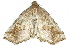  (Pangrapta flavomacula - BIOUG14489-H04)  @14 [ ] CreativeCommons - Attribution (2015) CBG Photography Group Centre for Biodiversity Genomics