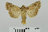  ( - RMNH.5010031)  @14 [ ] CreativeCommons - Attribution Non-Commercial Share-Alike (2014) Unspecified Naturalis, Biodiversity Centre