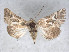  ( - RMNH.5010041)  @14 [ ] CreativeCommons - Attribution Non-Commercial Share-Alike (2014) Unspecified Naturalis, Biodiversity Centre