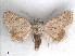  (Metopoceras omar - RMNH.5010044)  @11 [ ] CreativeCommons - Attribution Non-Commercial Share-Alike (2014) Unspecified Naturalis, Biodiversity Centre
