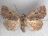  ( - RMNH.5010046)  @14 [ ] CreativeCommons - Attribution Non-Commercial Share-Alike (2014) Unspecified Naturalis, Biodiversity Centre