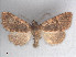  ( - RMNH.5010047)  @14 [ ] CreativeCommons - Attribution Non-Commercial Share-Alike (2014) Unspecified Naturalis, Biodiversity Centre