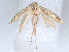  (Scythris ugabensis - RMNH.5010085)  @13 [ ] CreativeCommons - Attribution Non-Commercial Share-Alike (2014) Unspecified Naturalis, Biodiversity Centre