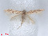  (Scythris sp - RMNH.5010088)  @11 [ ] CreativeCommons - Attribution Non-Commercial Share-Alike (2014) Unspecified Naturalis, Biodiversity Centre
