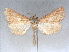  (Epimetasia - RMNH.5010092)  @15 [ ] CreativeCommons - Attribution Non-Commercial Share-Alike (2014) Unspecified Naturalis, Biodiversity Centre