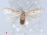  (Bucculatrix spec - RMNH.5010093)  @11 [ ] CreativeCommons - Attribution Non-Commercial Share-Alike (2014) Unspecified Naturalis, Biodiversity Centre