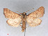  ( - RMNH.5010108)  @11 [ ] CreativeCommons - Attribution Non-Commercial Share-Alike (2014) Unspecified Naturalis, Biodiversity Centre