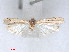  (Ancylosis obscuripunctella - RMNH.5010110)  @13 [ ] CreativeCommons - Attribution Non-Commercial Share-Alike (2014) Unspecified Naturalis, Biodiversity Centre