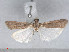  (Ancylosis albifrontella - RMNH.5010111)  @13 [ ] CreativeCommons - Attribution Non-Commercial Share-Alike (2014) Unspecified Naturalis, Biodiversity Centre