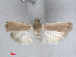  (Ancylosis aspilatella - RMNH.5010112)  @13 [ ] CreativeCommons - Attribution Non-Commercial Share-Alike (2014) Unspecified Naturalis, Biodiversity Centre