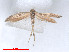  (Scythris nipholecta - RMNH.5010119)  @11 [ ] CreativeCommons - Attribution Non-Commercial Share-Alike (2014) Unspecified Naturalis, Biodiversity Centre
