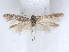  (Scythris parenthesella - RMNH.5010120)  @11 [ ] CreativeCommons - Attribution Non-Commercial Share-Alike (2014) Unspecified Naturalis, Biodiversity Centre