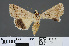  ( - RMNH.INS.14301)  @13 [ ] CreativeCommons - Attribution Non-Commercial Share-Alike (2012) Unspecified Naturalis, Biodiversity Centre