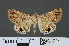  ( - RMNH.INS.14303)  @13 [ ] CreativeCommons - Attribution Non-Commercial Share-Alike (2012) Unspecified Naturalis, Biodiversity Centre
