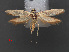  (Scythris pangalactis - RMNH.INS.537229)  @11 [ ] CreativeCommons - Attribution Non-Commercial Share-Alike (2012) Unspecified Naturalis, Biodiversity Centre