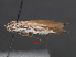  ( - RMNH.INS.537230)  @11 [ ] CreativeCommons - Attribution Non-Commercial Share-Alike (2012) Unspecified Naturalis, Biodiversity Centre