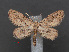  ( - RMNH.INS.537231)  @13 [ ] CreativeCommons - Attribution Non-Commercial Share-Alike (2012) Unspecified Naturalis, Biodiversity Centre