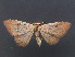  (Pseudosterrha - RMNH.INS.537232)  @15 [ ] CreativeCommons - Attribution Non-Commercial Share-Alike (2012) Unspecified Naturalis, Biodiversity Centre
