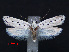  (Ethmia quadrinotella - RMNH.INS.537236)  @13 [ ] CreativeCommons - Attribution Non-Commercial Share-Alike (2012) Unspecified Naturalis, Biodiversity Centre
