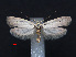 (Ethmia lepidella - RMNH.INS.537239)  @13 [ ] CreativeCommons - Attribution Non-Commercial Share-Alike (2012) Unspecified Naturalis, Biodiversity Centre