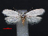  (Ethmia alba - RMNH.INS.537244)  @13 [ ] CreativeCommons - Attribution Non-Commercial Share-Alike (2012) Unspecified Naturalis, Biodiversity Centre