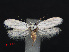  ( - RMNH.INS.537245)  @12 [ ] CreativeCommons - Attribution Non-Commercial Share-Alike (2012) Unspecified Naturalis, Biodiversity Centre