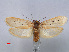  ( - RMNH.INS.537247)  @11 [ ] CreativeCommons - Attribution Non-Commercial Share-Alike (2012) Unspecified Naturalis, Biodiversity Centre