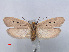  ( - RMNH.INS.537248)  @12 [ ] CreativeCommons - Attribution Non-Commercial Share-Alike (2012) Unspecified Naturalis, Biodiversity Centre