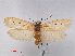  ( - RMNH.INS.537249)  @13 [ ] CreativeCommons - Attribution Non-Commercial Share-Alike (2012) Unspecified Naturalis, Biodiversity Centre