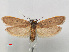  (Ethmia lecmima - RMNH.INS.537250)  @13 [ ] CreativeCommons - Attribution Non-Commercial Share-Alike (2012) Unspecified Naturalis, Biodiversity Centre