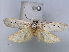  ( - RMNH.INS.537251)  @12 [ ] CreativeCommons - Attribution Non-Commercial Share-Alike (2012) Unspecified Naturalis, Biodiversity Centre