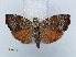  ( - RMNH.INS.537252)  @11 [ ] CreativeCommons - Attribution Non-Commercial Share-Alike (2012) Unspecified Naturalis, Biodiversity Centre