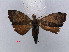  ( - RMNH.INS.537253)  @11 [ ] CreativeCommons - Attribution Non-Commercial Share-Alike (2012) Unspecified Naturalis, Biodiversity Centre