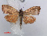  (Choreutis aegyptiaca - RMNH.INS.537254)  @13 [ ] CreativeCommons - Attribution Non-Commercial Share-Alike (2012) Unspecified Naturalis, Biodiversity Centre
