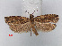  (Dasodis - RMNH.INS.537258)  @14 [ ] CreativeCommons - Attribution Non-Commercial Share-Alike (2012) Unspecified Naturalis, Biodiversity Centre