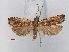  ( - RMNH.INS.537259)  @14 [ ] CreativeCommons - Attribution Non-Commercial Share-Alike (2012) Unspecified Naturalis, Biodiversity Centre