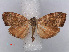  ( - RMNH.INS.537271)  @13 [ ] CreativeCommons - Attribution Non-Commercial Share-Alike (2012) Unspecified Naturalis, Biodiversity Centre