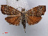  ( - RMNH.INS.537272)  @11 [ ] CreativeCommons - Attribution Non-Commercial Share-Alike (2012) Unspecified Naturalis, Biodiversity Centre