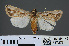  ( - RMNH.INS.537279)  @13 [ ] CreativeCommons - Attribution Non-Commercial Share-Alike (2012) Unspecified Naturalis, Biodiversity Centre