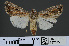  ( - RMNH.INS.537280)  @13 [ ] CreativeCommons - Attribution Non-Commercial Share-Alike (2012) Unspecified Naturalis, Biodiversity Centre