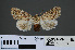  ( - RMNH.INS.537310)  @12 [ ] CreativeCommons - Attribution Non-Commercial Share-Alike (2012) Unspecified Naturalis, Biodiversity Centre