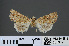  ( - RMNH.INS.537319)  @12 [ ] CreativeCommons - Attribution Non-Commercial Share-Alike (2012) Unspecified Naturalis, Biodiversity Centre