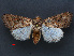  ( - RMNH.INS.537322)  @12 [ ] CreativeCommons - Attribution Non-Commercial Share-Alike (2012) Unspecified Naturalis, Biodiversity Centre