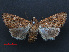  ( - RMNH.INS.537323)  @12 [ ] CreativeCommons - Attribution Non-Commercial Share-Alike (2012) Unspecified Naturalis, Biodiversity Centre