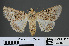  ( - RMNH.INS.537459)  @13 [ ] CreativeCommons - Attribution Non-Commercial Share-Alike (2012) Unspecified Naturalis, Biodiversity Centre