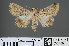  ( - RMNH.INS.537460)  @13 [ ] CreativeCommons - Attribution Non-Commercial Share-Alike (2012) Unspecified Naturalis, Biodiversity Centre
