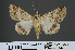  ( - RMNH.INS.537462)  @13 [ ] CreativeCommons - Attribution Non-Commercial Share-Alike (2012) Unspecified Naturalis, Biodiversity Centre