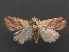  ( - RMNH.INS.537479)  @14 [ ] CreativeCommons - Attribution Non-Commercial Share-Alike (2012) Unspecified Naturalis, Biodiversity Centre