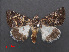  ( - RMNH.INS.537520)  @12 [ ] CreativeCommons - Attribution Non-Commercial Share-Alike (2012) Unspecified Naturalis, Biodiversity Centre