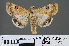  ( - RMNH.INS.537522)  @14 [ ] CreativeCommons - Attribution Non-Commercial Share-Alike (2012) Unspecified Naturalis, Biodiversity Centre